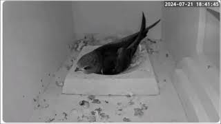 C RSPB live Swift cam Two feeds at 1007 amp 1009 21st July 2024 [upl. by Wolfson]