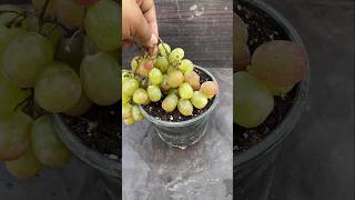 How to grow grapes from seed shorts shortvideo garden [upl. by Symon]