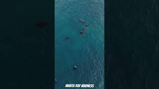 Manta Ray Madness sailing wildlife sealife drone mantarays [upl. by Ennovy417]