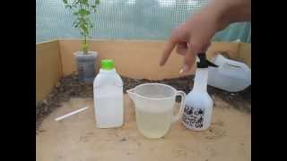 How to Make a simple Organic Insecticide Spray Aphids Blackfly Whitefly etc [upl. by Adaval310]