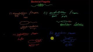 Arrangement of bacterial flagella [upl. by Clausen342]