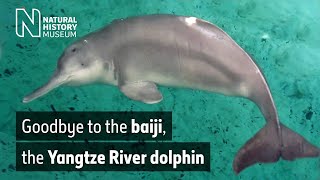 Goodbye to the baiji the Yangtze River dolphin  Natural History Museum Audio Described [upl. by Weinrich]