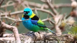 les oiseaux du monde haut en couleurs [upl. by Elletnuahs]