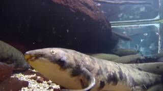 Granddad the Australian Lungfish [upl. by Gunn142]