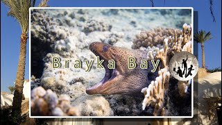 Egypt 2017  Brayka Bay  Marsa Alam  schnorcheln und freitauchen [upl. by Zalucki52]