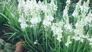 Care Of Ornithogalum Flower Plant  Care Of Chincherinchee Flower Plant [upl. by Leachim]