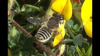 Zilveren fluitje Megachile leachella vrouwtje [upl. by Atims]