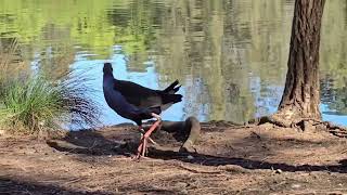 The Purple swamphen bird Ambarvale Australia [upl. by Eymaj]