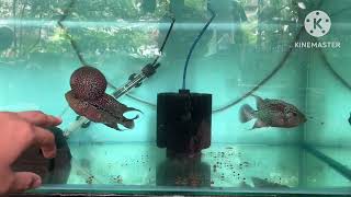 Flowerhorn Breeding Tips [upl. by Anileme]