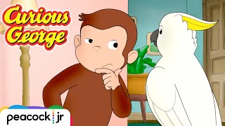 🦜 Cuckoo Cockatoo Escape  CURIOUS GEORGE [upl. by Binnings]