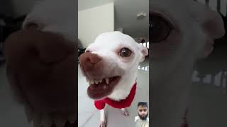 Niki niki dog shortvideo [upl. by Ardnasal988]