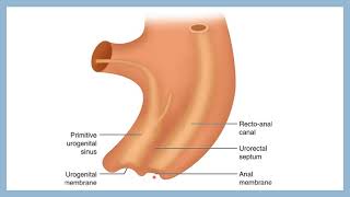 DEVELOPMENT OF HINDGUT easy embryology gross anatomy channel [upl. by Oys289]