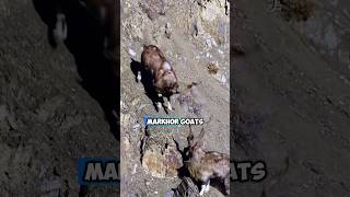 Markhor Goats Epic Battles on Steep Slopesquot Cliffside Combat [upl. by Tikna]