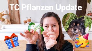 TC Pflanzen Update VorherNachher 🌱  GeburtstagsVerlosung 🥳  Gewinnerinnen letzte Verlosung 🎁 [upl. by Callie449]