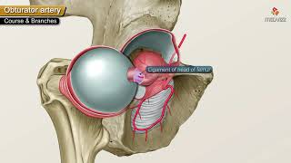 Obturator Artery Anatomy Animation  Origin  Course  Branches  supply and Clinical anatomy [upl. by Grady]