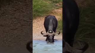 🤣😂Cute Bird Nest on Horn🤣😂  Bird Nest on Buffalo Head  Bird Nest shorts viral funny [upl. by Brynn618]