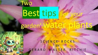 BEST TIPS for garden water plants waterlilycare mosquitocontrol larvae in your garden [upl. by Eimile507]