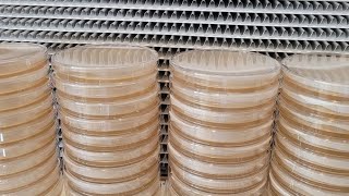 How to pour and store blank Petri dishes for home mushroom cultivation [upl. by Marita712]