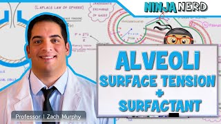 Respiratory  Surface Tension amp Surfactant in Alveoli [upl. by Kally553]