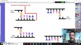 Enzimi di restrizione [upl. by Otanutrof]