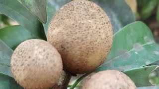 sapota krishiorganic fruit [upl. by Aciram]