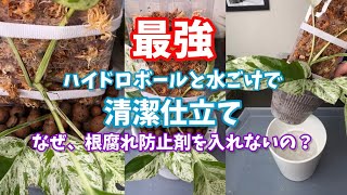 最強！ハイドロボールと水ごけで清潔仕立て 半水耕栽培 semihydroponics 観葉植物 houseplants 水耕栽培 propagation [upl. by Yesac]