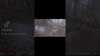 Deer trail cam deercamera trailcamera huntingcamera [upl. by Asiuol]