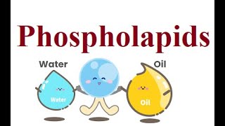 Phospholipids  2024 foryou biochemistry science [upl. by Gladine896]