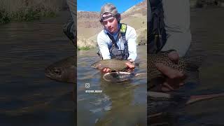 Quality Deschutes redband on the fly catchandrelease flyfishing fishing flyfishingvibes [upl. by Mcwherter946]