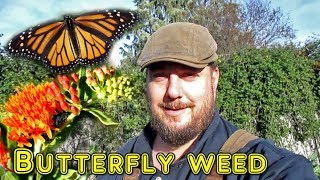 Growing Butterfly Weed Milkweed  Its Many Benefits amp When To Harvest The Seed [upl. by Langdon]