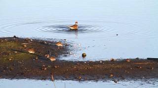 Killdeer Bath  Charadrius vociferus [upl. by Raymund]