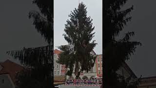 Tannenbaum Straubing europareisen [upl. by Akihdar]