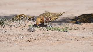 Pin tailed sandgrouse [upl. by Litsyrk889]