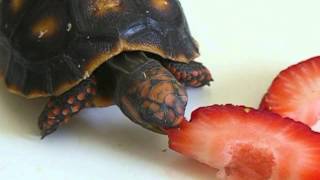 New Baby  Red Footed Tortoise [upl. by Araes]