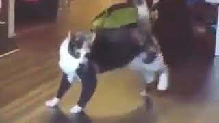 el gato que esta bailando tacata tacata caballito de palo [upl. by Cotter258]