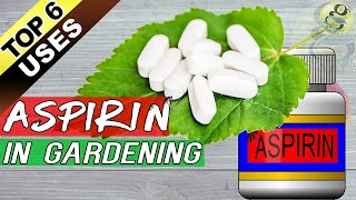 ASPIRIN HACKS ON PLANTS and GARDENING Top 6 Benefits of Aspirin as Rooting Hormone  Others [upl. by Atinnor]