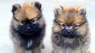 Buying Pomeranian first day Nepal  Dog Vlog  Pomeranian Video [upl. by Ayatal378]