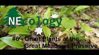 NEcology 6  Great Plants at the Great Meadows Preserve [upl. by Susan791]