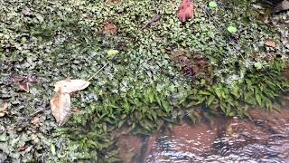 【4K】Cryptocoryne affinis in Taka River クリプトコリネ アフィニス [upl. by Aynik462]