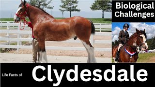 Clydesdale [upl. by Godred799]