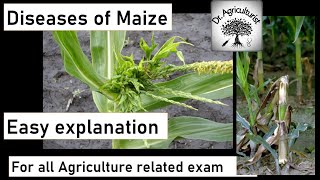 L8  Diseases of Maize  मक्के में लगने वाले रोग और उनका समाधान doctoragriculture [upl. by Navannod]