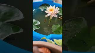 Lotus blooming nature blooming timelapse 🥰😍 [upl. by Eigroeg]