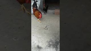 Chicken Vs Giant Earthworm [upl. by Norre]