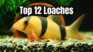 12 Best Loach Fish for Your Aquarium [upl. by Ainsley]