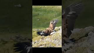 13 Golden Eagle capturing a Goat [upl. by Desirea]