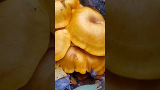 The Poisonous Jack o Lantern Mushroom 🎃 Omphalotus illudens Just In Time For Halloween nature [upl. by Yremogtnom]