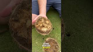 Aerating amp topdressing my backyard putting green [upl. by Artemas]