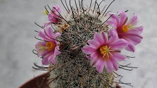 Pincushion Cactus Blooms [upl. by Aifoz]