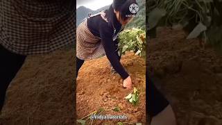 क्यूँ इस पेड़ को कोई उगा नहीं पा रहा है  impossible farming  sandalwood [upl. by Ennaisoj]