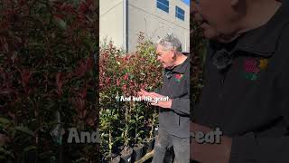 A Hedge that turns BRIGHT Red with New Growth Photinia Red Robin [upl. by Eetsim199]